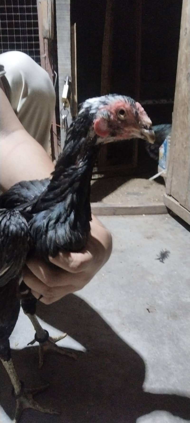 6 hens 5