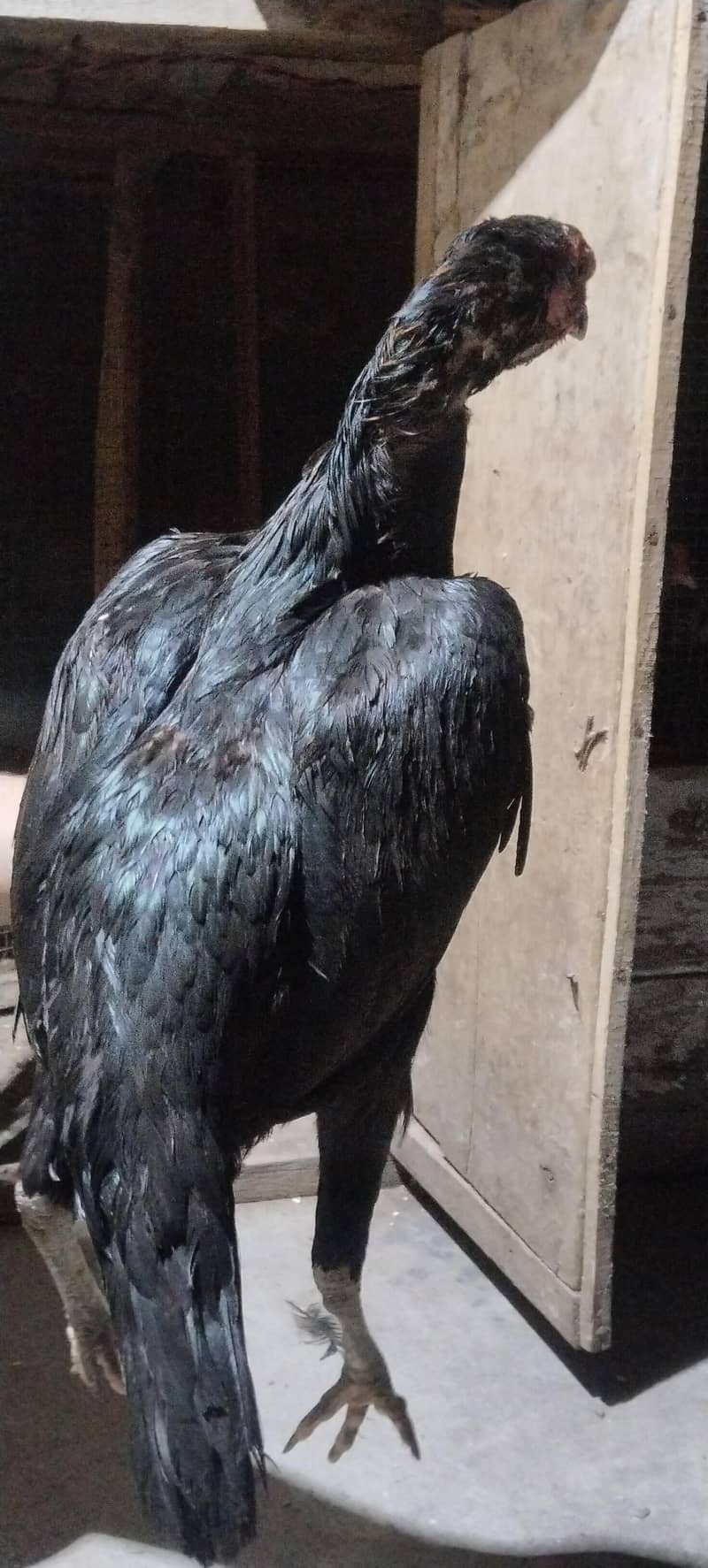 6 hens 7