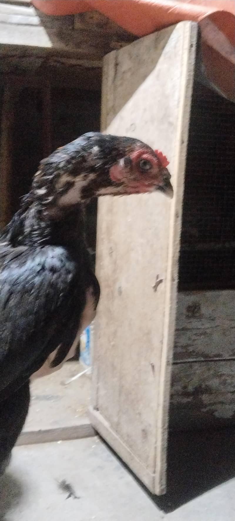 6 hens 8