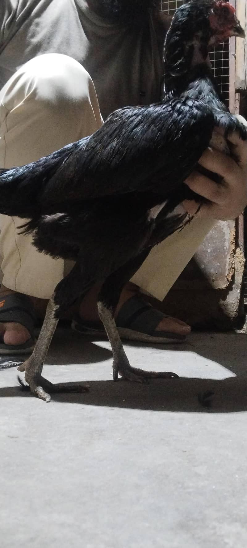 6 hens 9