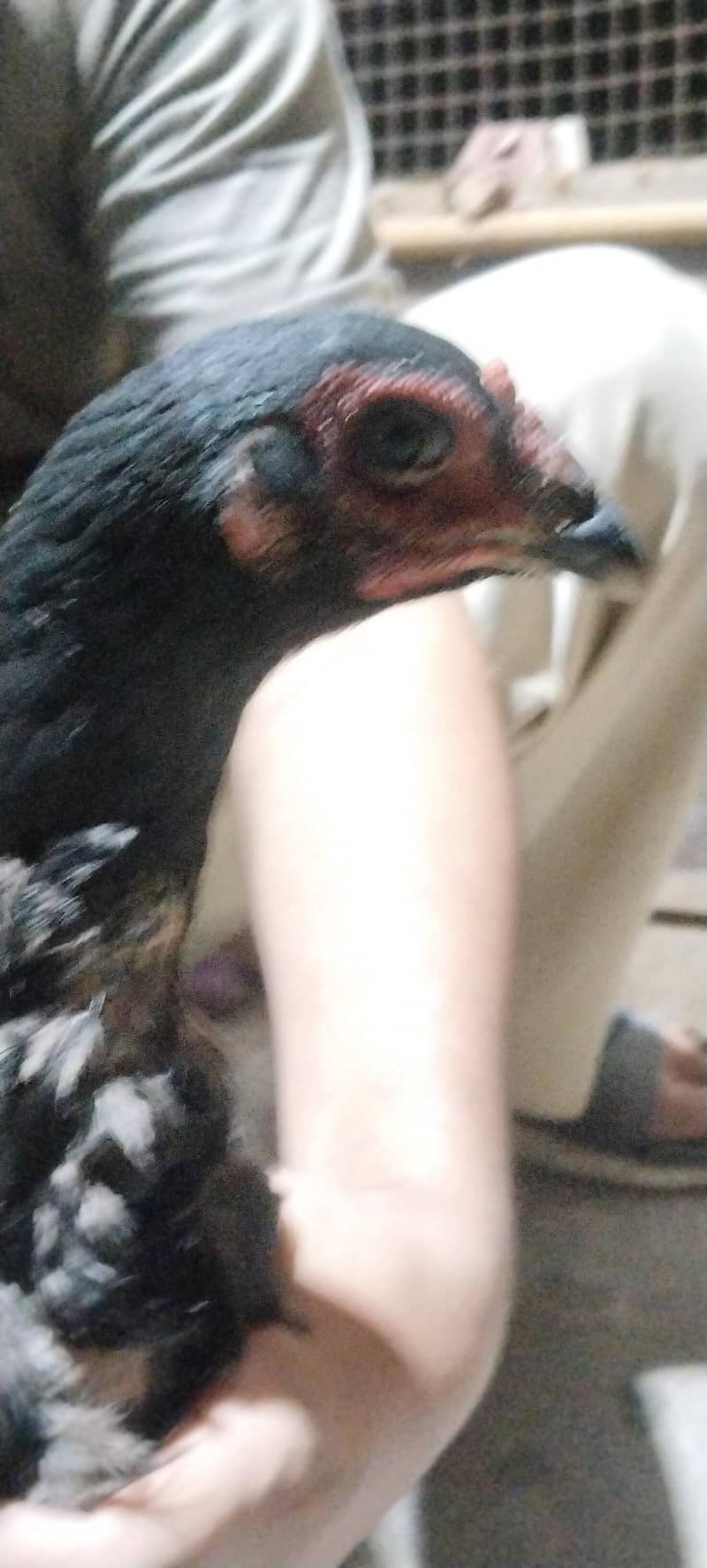 6 hens 12