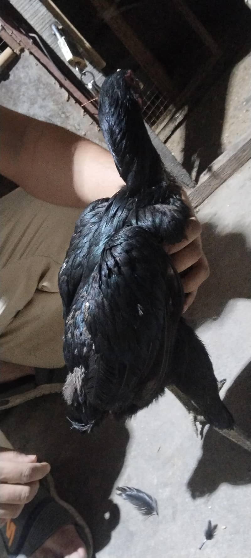 6 hens 13