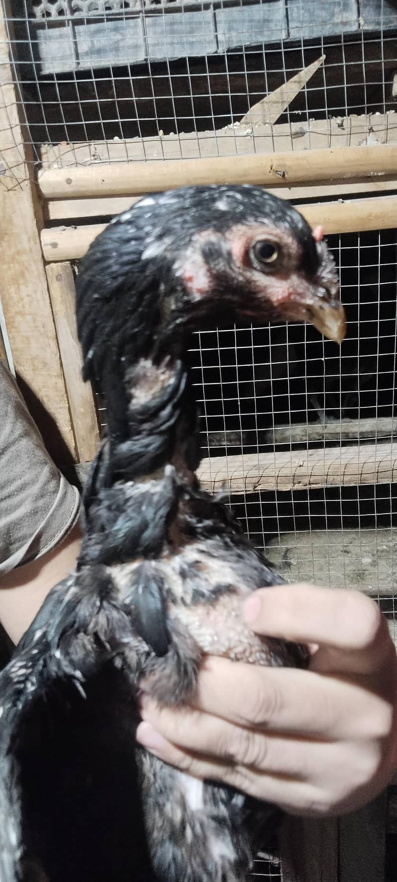 6 hens 15
