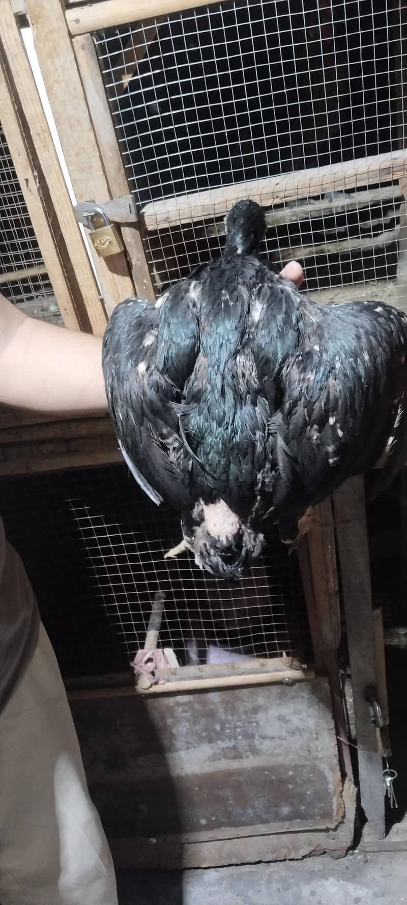 6 hens 16