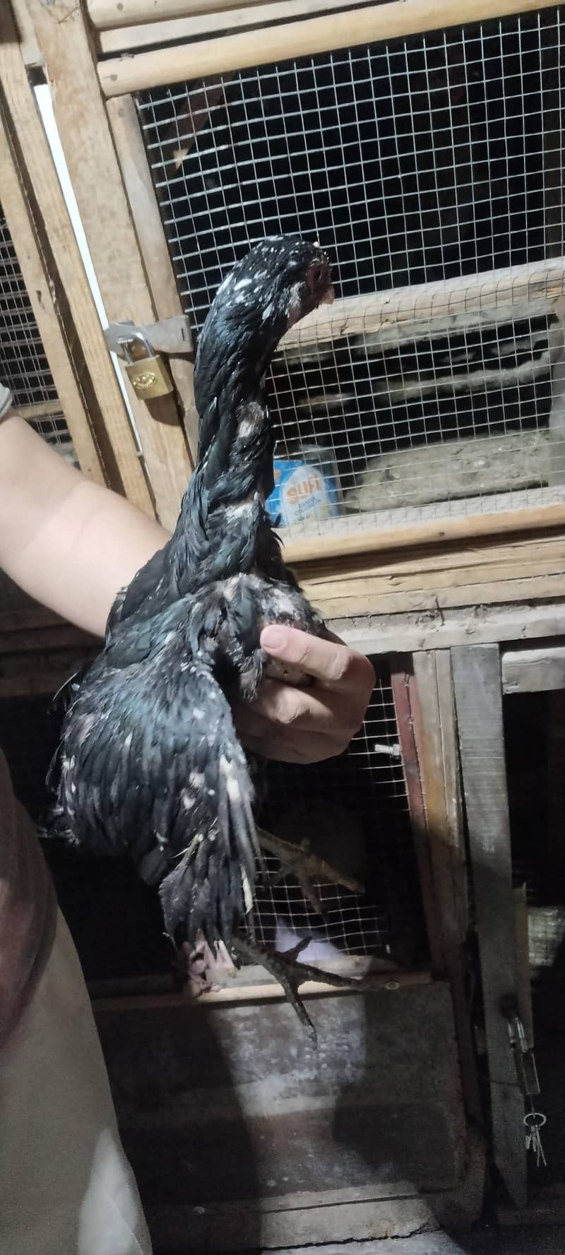 6 hens 18