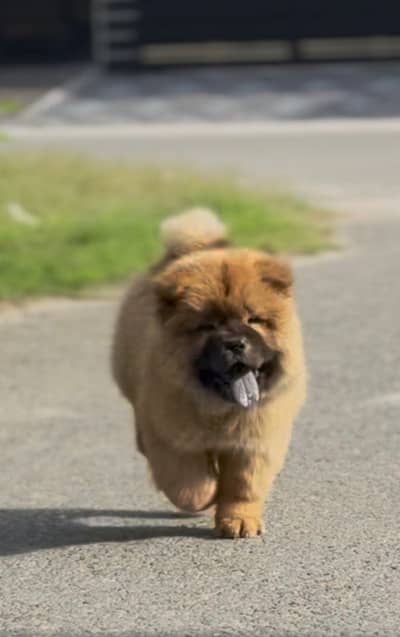 Chow Chow