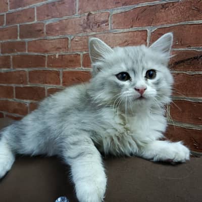 2 Months Old Persian Male Kitten For Sale . .