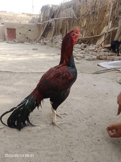 aseel murga mail