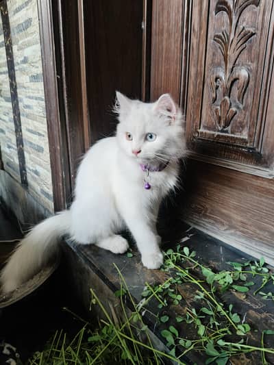 cat bili mashallah bohat khubsurat ha
