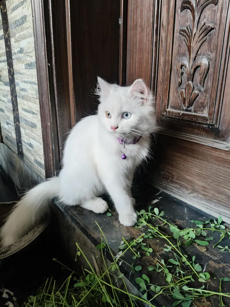 cat bili mashallah bohat khubsurat ha