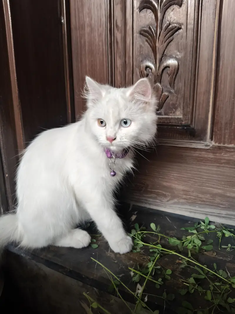 cat bili mashallah bohat khubsurat ha — photo 2