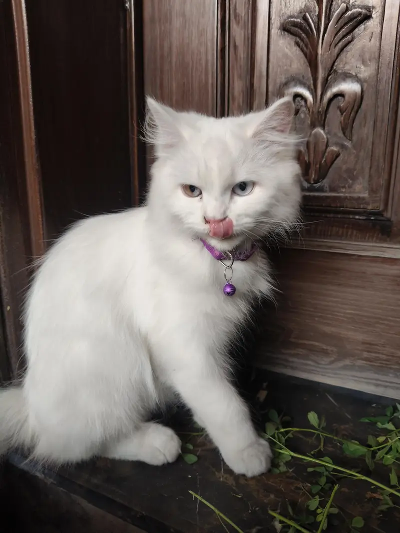 cat bili mashallah bohat khubsurat ha — photo 3