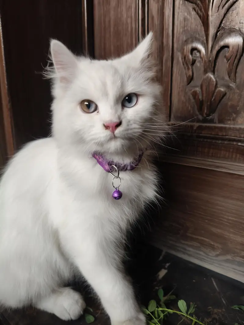 cat bili mashallah bohat khubsurat ha — photo 4