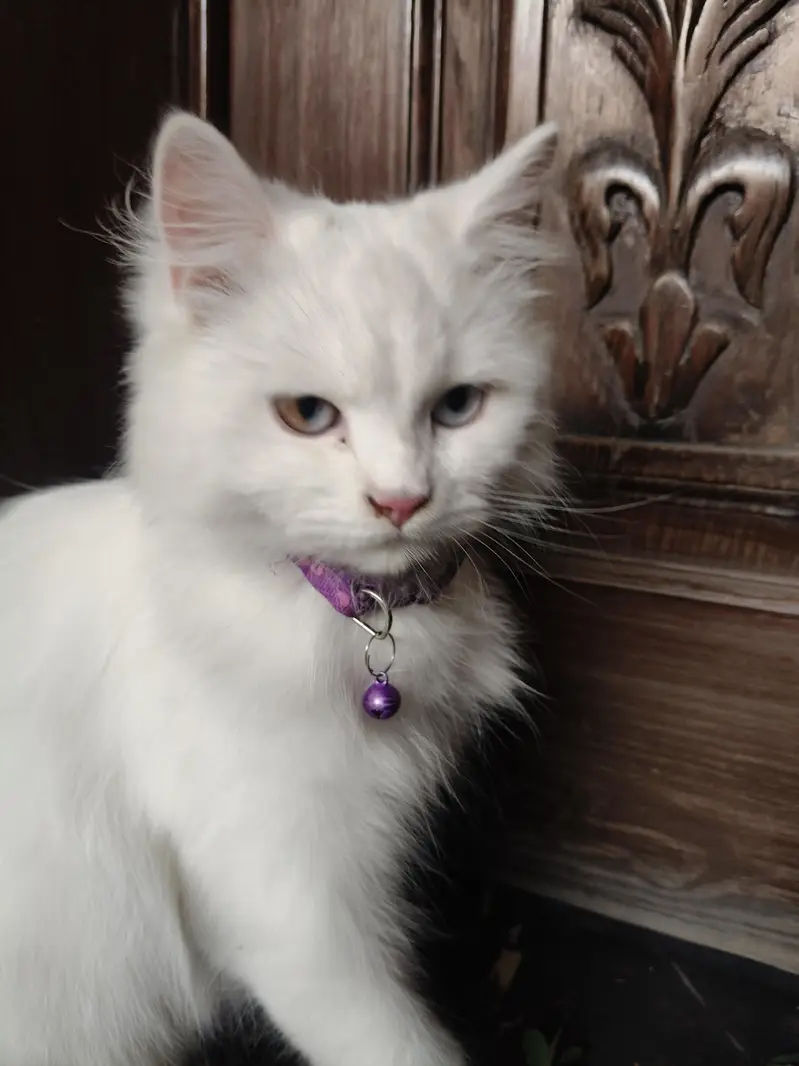 cat bili mashallah bohat khubsurat ha — photo 5