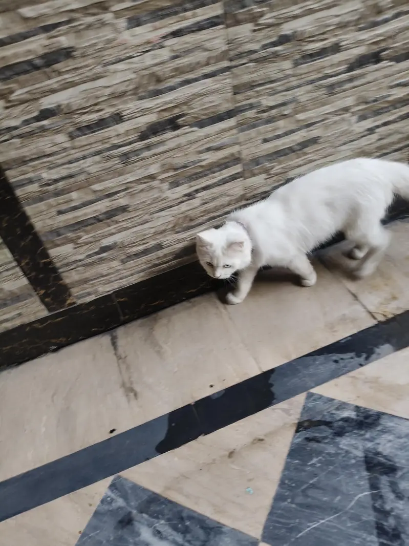 cat bili mashallah bohat khubsurat ha — photo 6