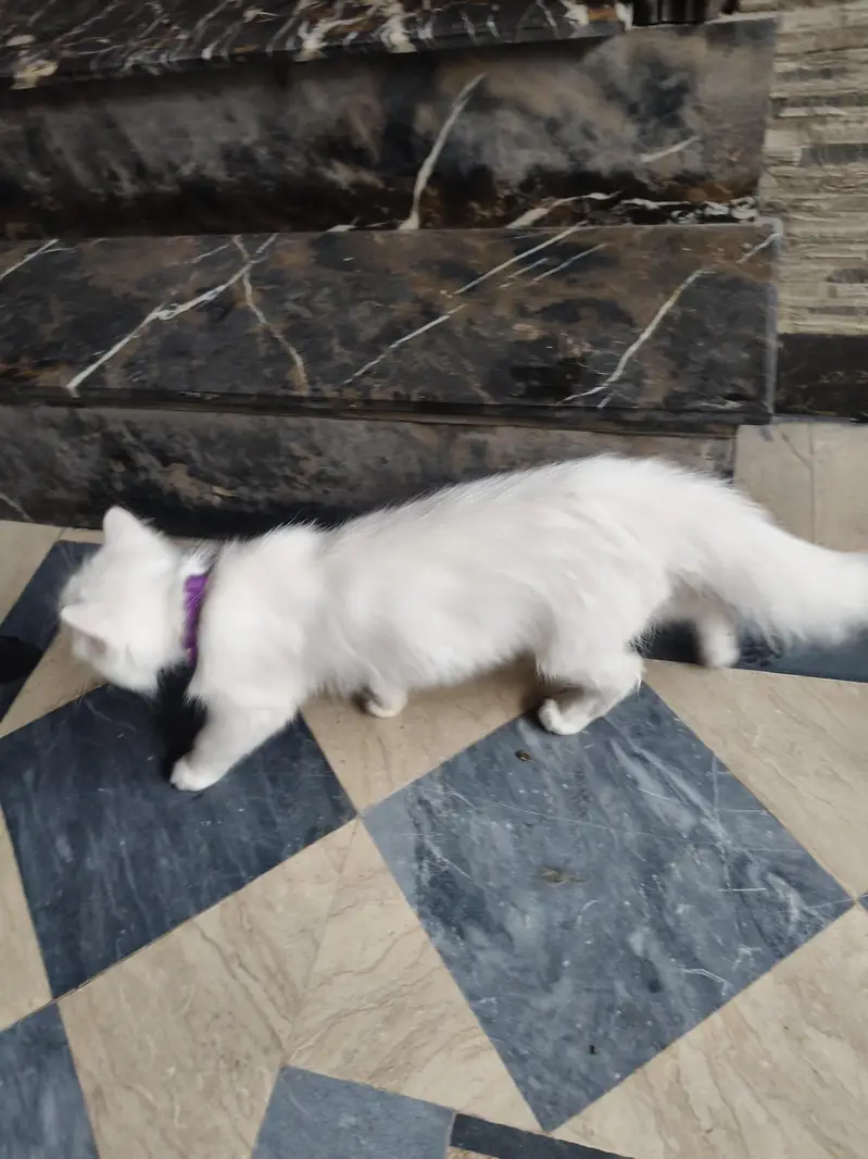 cat bili mashallah bohat khubsurat ha — photo 7