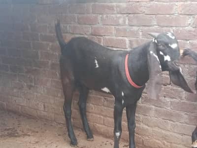 ghar ka Pala hua janwar hai desi bital bakra