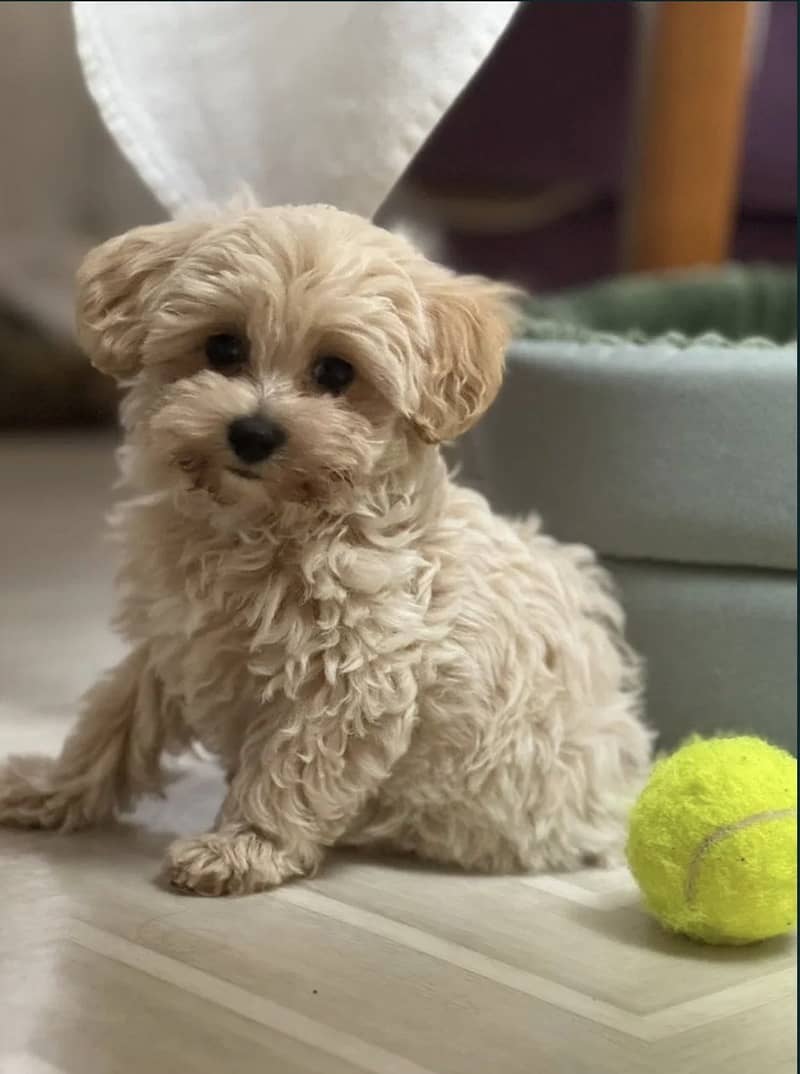 Maltipoo 3