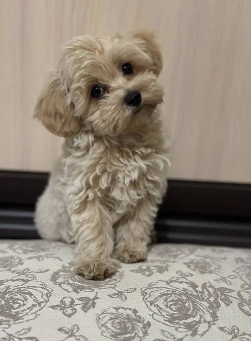 Maltipoo 4