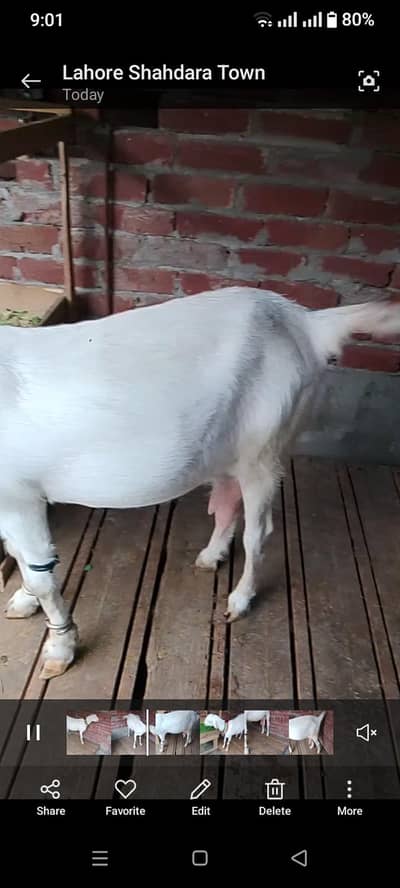 Gaban bakri for sale 4.15 month Gaban 03021736825