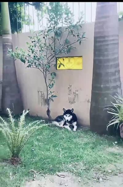husky