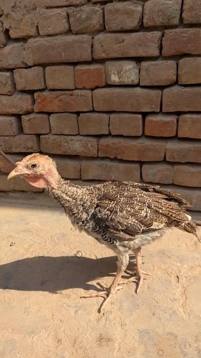 turkey 