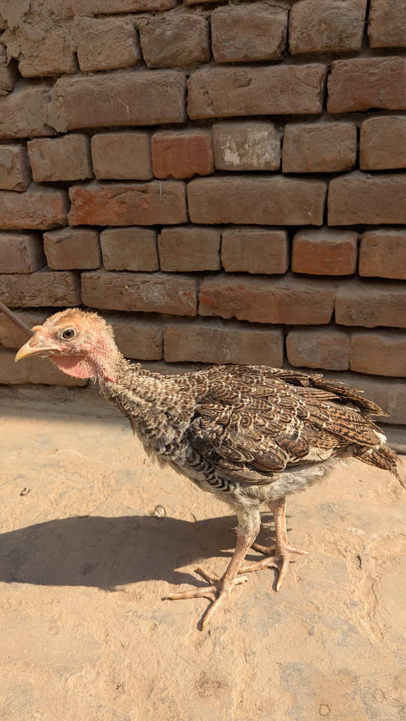 turkey  0