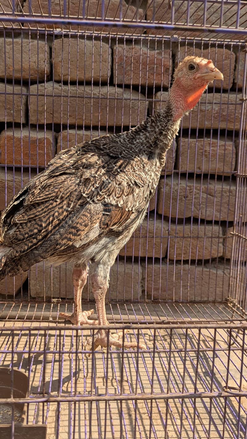 turkey  1