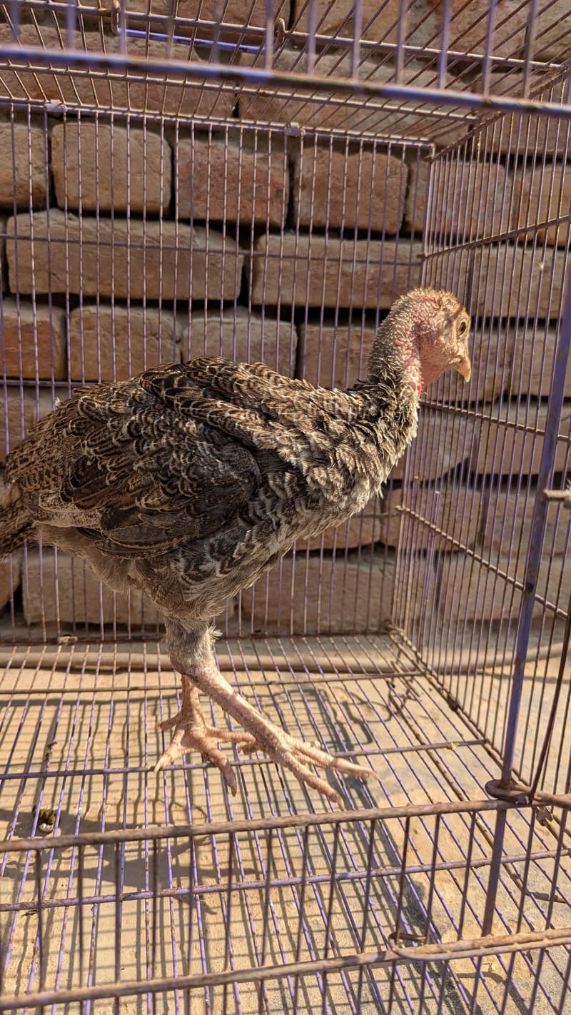 turkey  2