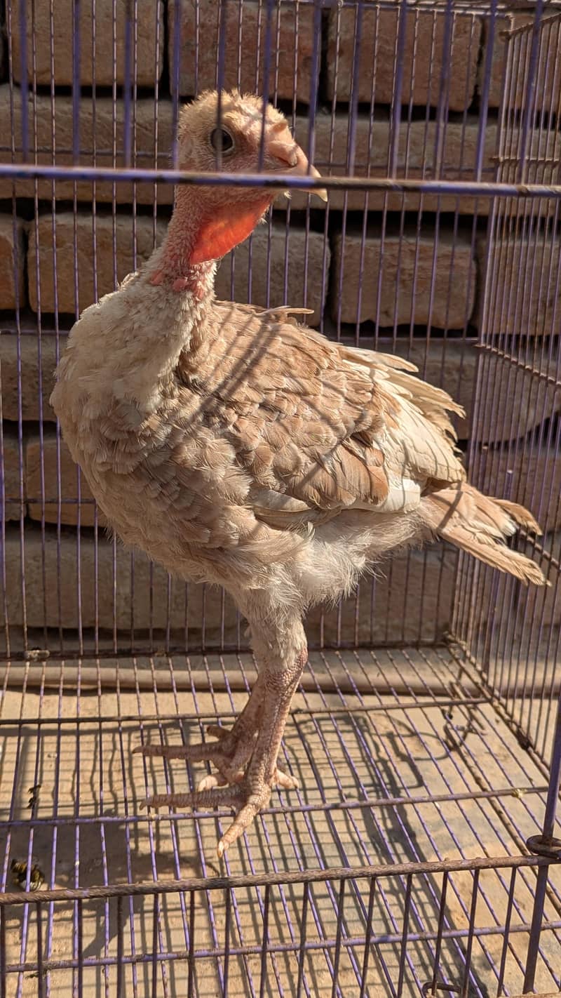 turkey  3