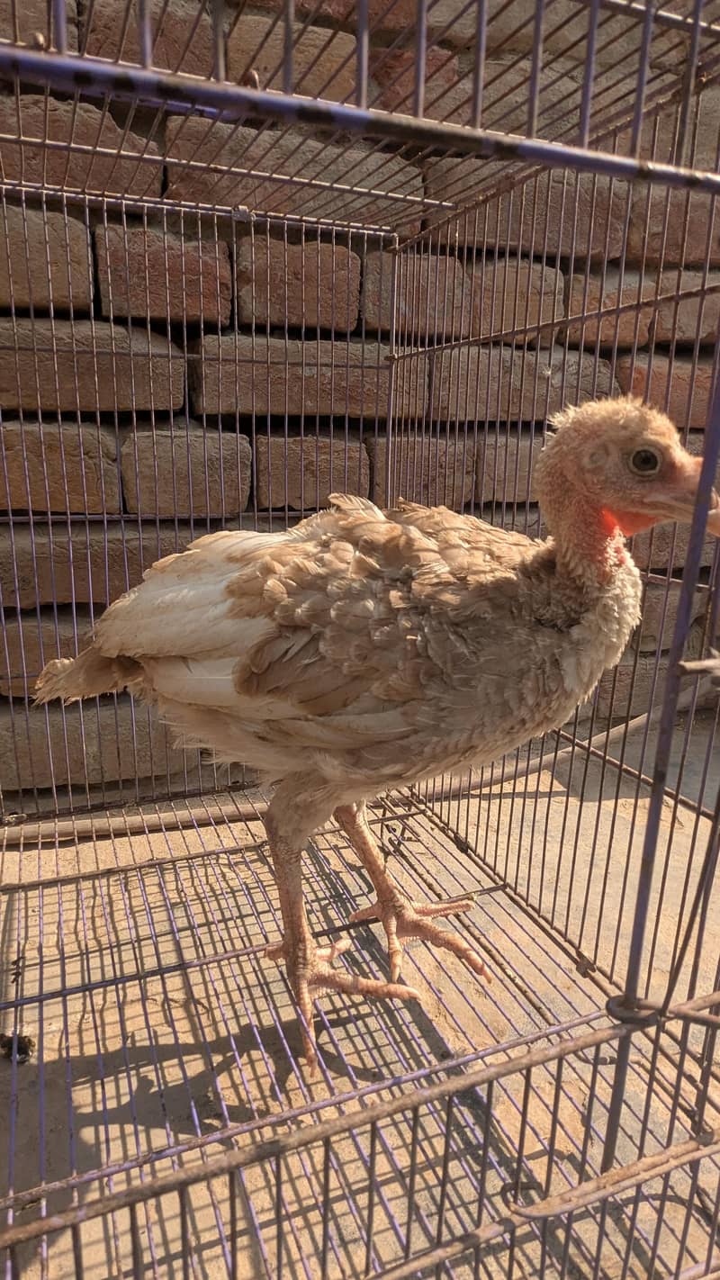 turkey  4