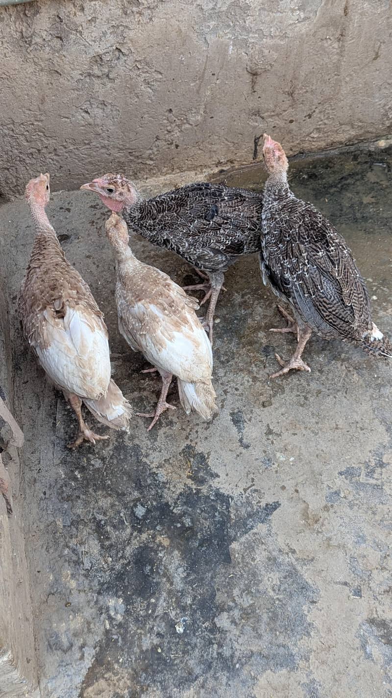 turkey  6