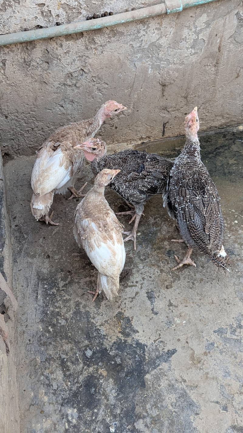 turkey  7