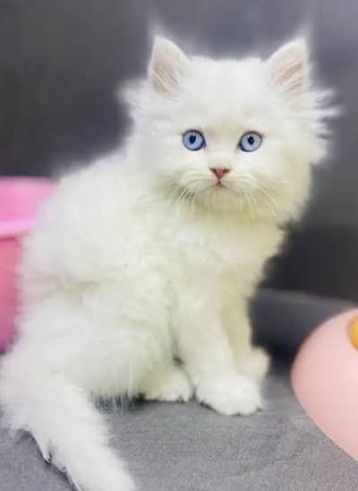 Persian female kitten my WhatsApp number 0322-97-21-876