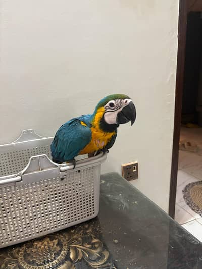 blue gold macaw chick