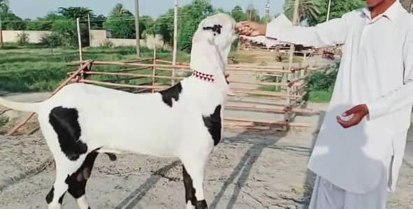 Bakra for sale qurbani ke liye call me+03460423873