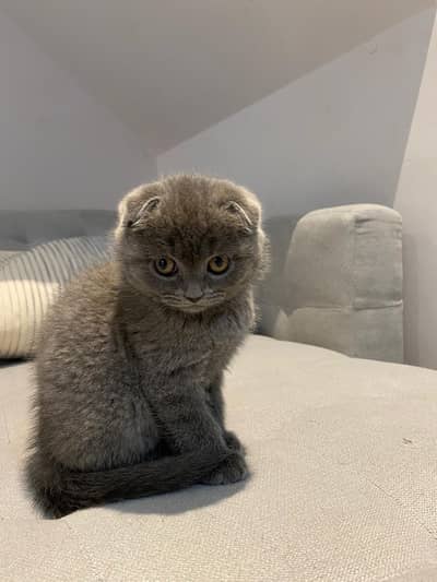 SCOTTISH FOLD KITTENS