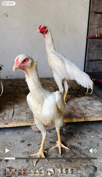 white shamo for sale 03134098566