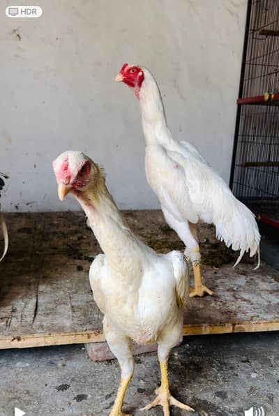 white shamo for sale 03134098566