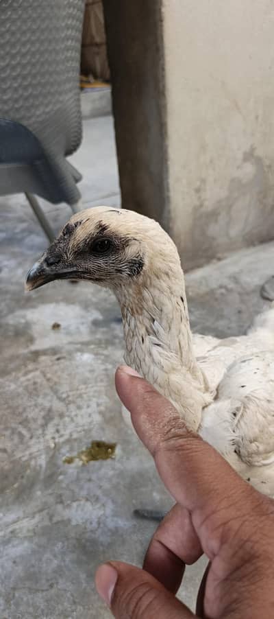 white dragon hen