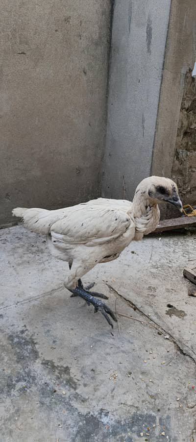 white dragon hen/burning pakoi hen