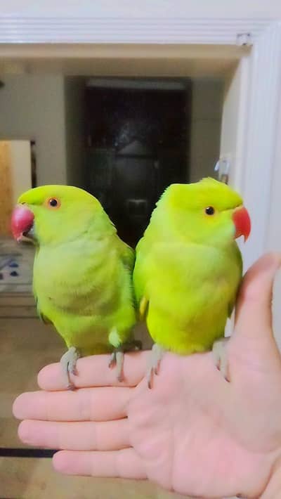 03435131048 Green ringneck parrot pair handtame