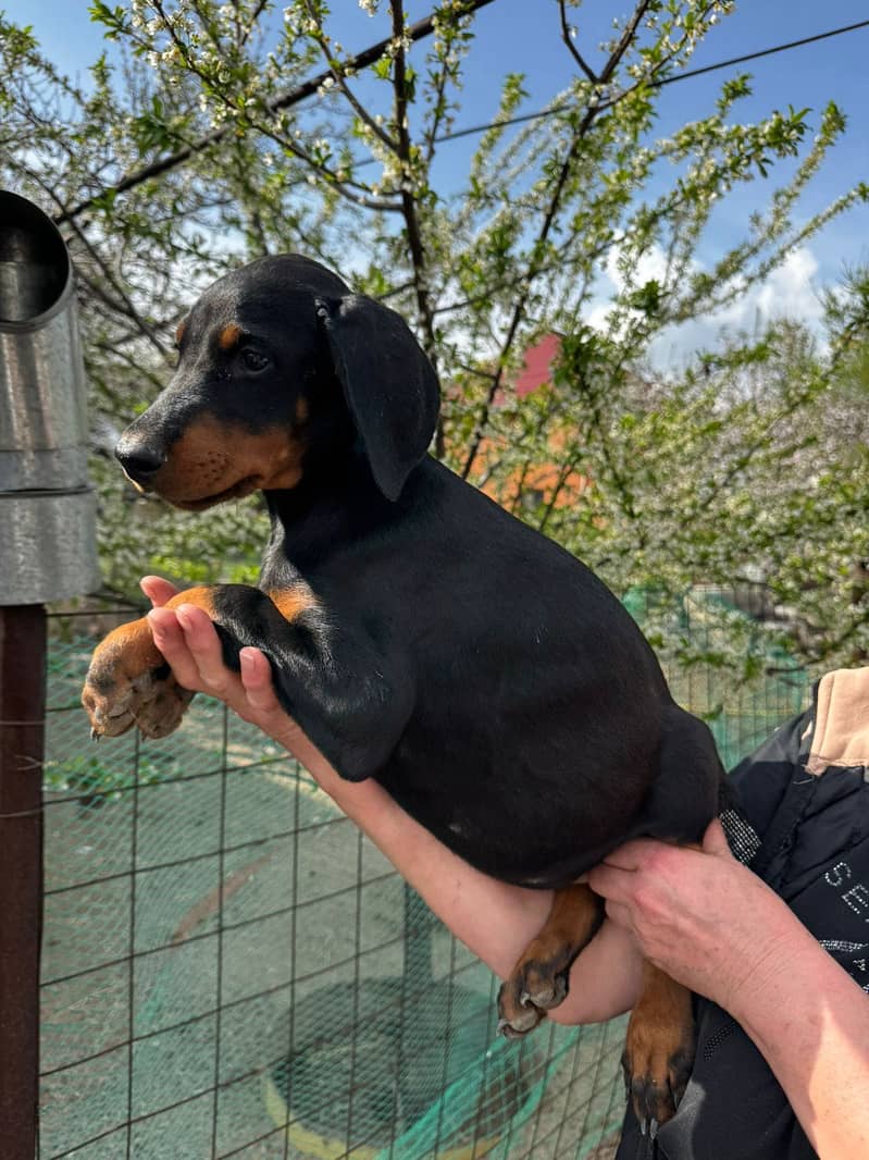 Doberman 0