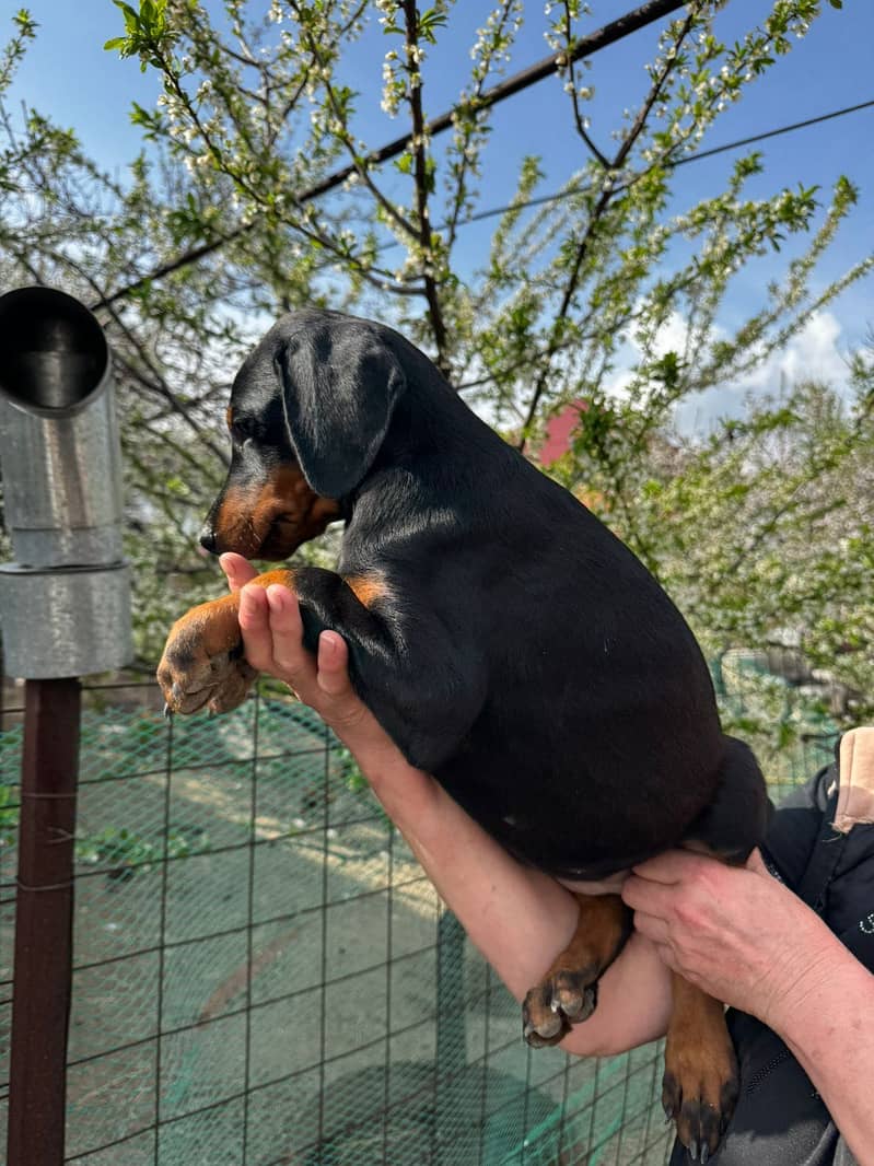 Doberman 1