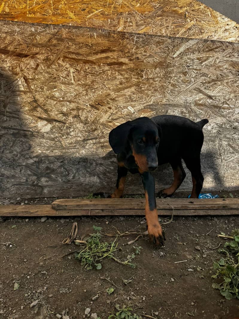 Doberman 2