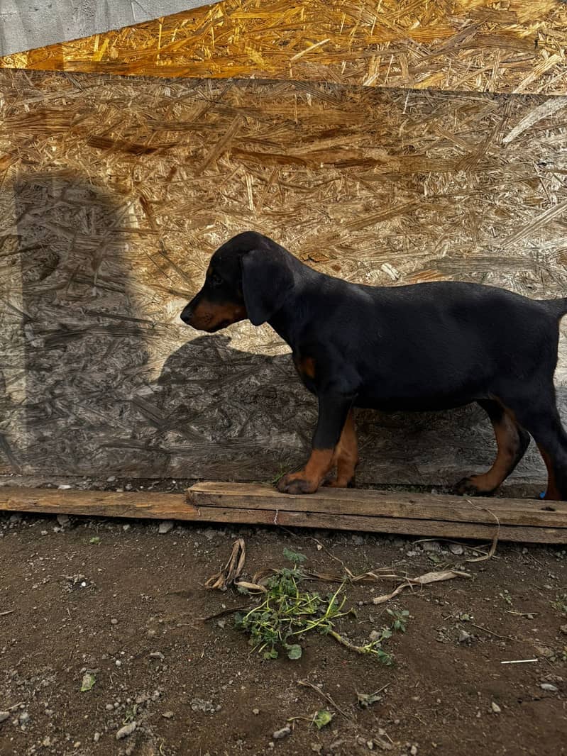 Doberman 5
