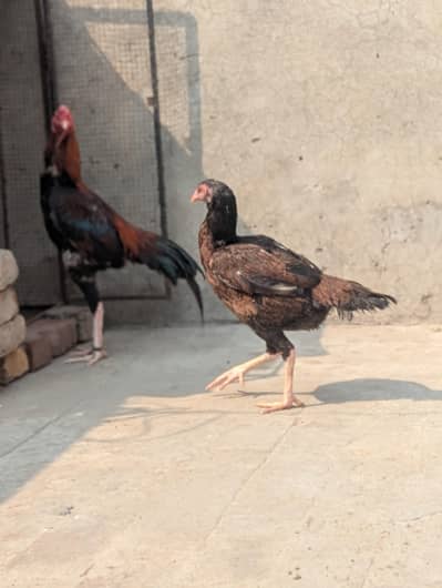 Aseell Pair For Sale