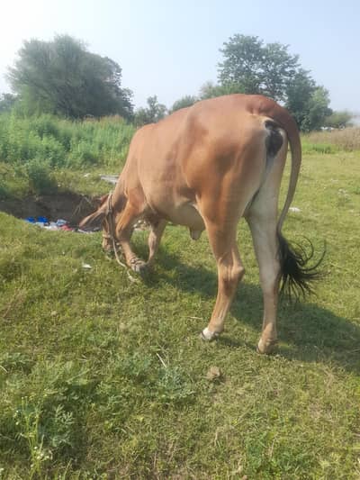 wachi for sale 3.5 mun hy