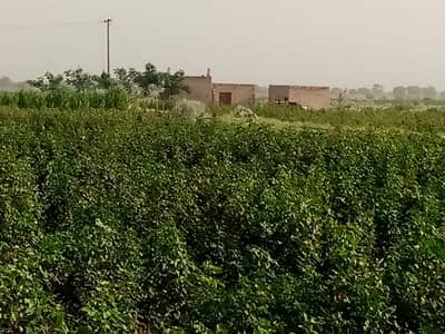 20 Acre (160 Kanals)* Agriculture Land Is Available For Sale In Fort Abbas Bahawalnagar