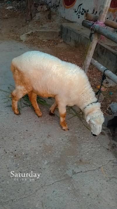 Sheep for sale